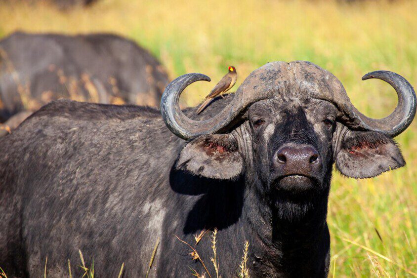 Kakuli Buffalo Dont be part of the herd