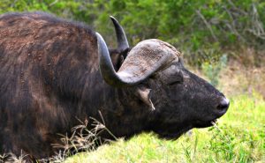 welcome to the new kakuli website 300x185 1